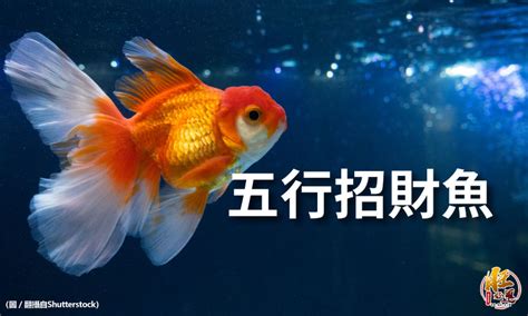 招財風水魚|【風水魚種類】風水魚種類大揭密！養魚招財、納福，。